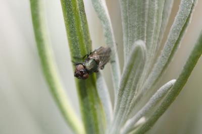  Physiphora alceae (Preyssler, 1791)