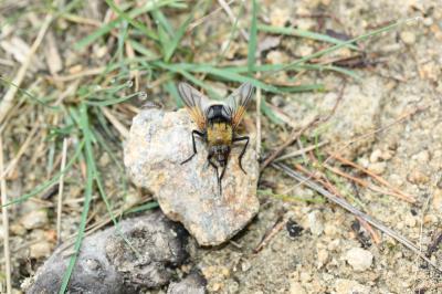  Mesembrina mystacea (Linnaeus, 1758)