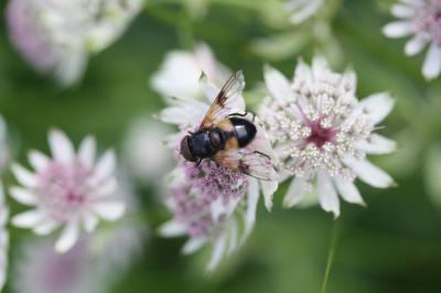Volucelle à ventre blanc en devant Volucella pellucens (Linnaeus, 1758)
