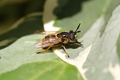  Callicera aurata (Rossi, 1790)