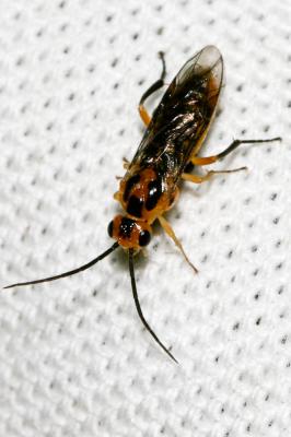  Euura tibialis (Newman, 1837)