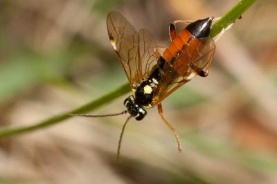 Tenthredopsis stigma (Fabricius, 1798)