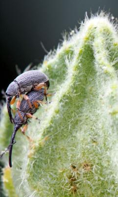  Rhopalapion longirostre (Olivier, 1807)