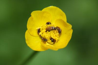  Byturus ochraceus (Scriba, 1790)