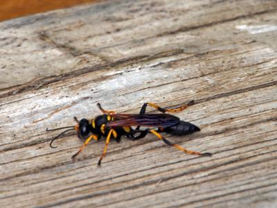  Sceliphron caementarium (Drury, 1770)