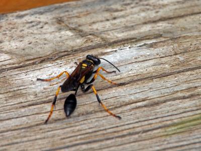  Sceliphron caementarium (Drury, 1770)
