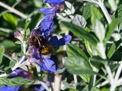 Bourdon terrestre (Le) Bombus terrestris (Linnaeus, 1758)