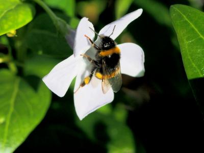 Bourdon terrestre (Le) Bombus terrestris (Linnaeus, 1758)