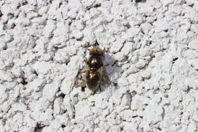  Eristalinus aeneus (Scopoli, 1763)