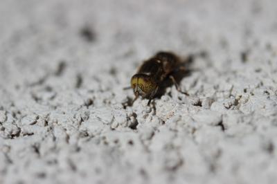  Eristalinus aeneus (Scopoli, 1763)