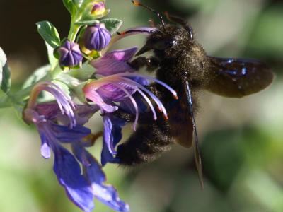 Abeille charpentière, Xylocope violet Xylocopa violacea (Linnaeus, 1758)