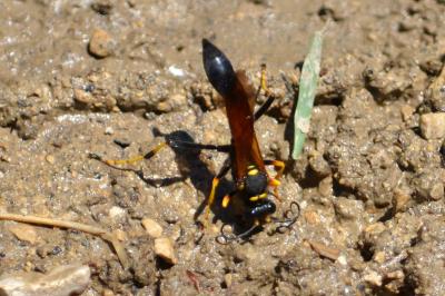  Sceliphron caementarium (Drury, 1770)