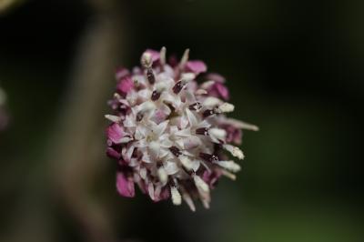 Pétasite odorant, Héliotrope d'hiver Petasites pyrenaicus (L.) G.López, 1986