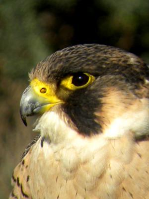 Faucon pèlerin Falco peregrinus Tunstall, 1771