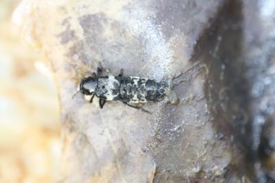 Staphylin noir et cendré Creophilus maxillosus (Linnaeus, 1758)