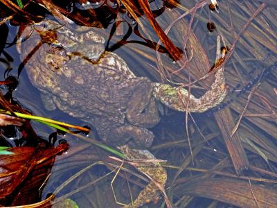 Crapaud commun (Le) Bufo bufo (Linnaeus, 1758)