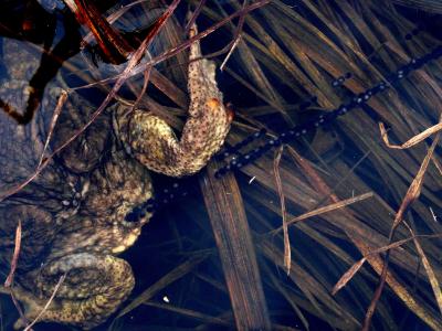 Crapaud commun (Le) Bufo bufo (Linnaeus, 1758)