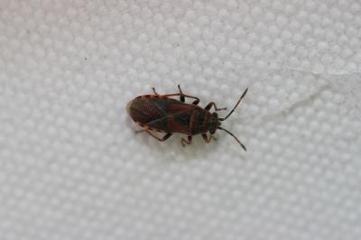  Arocatus melanocephalus (Fabricius, 1798)