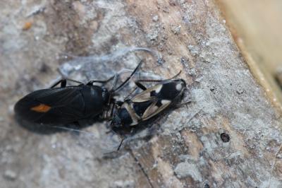 Aphanus de Rolander Aphanus rolandri (Linnaeus, 1758)