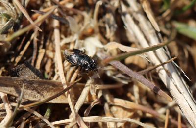  Geocoris lineola (Rambur, 1839)