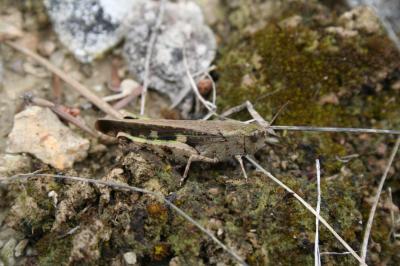 OEdipode automnale, Criquet farouche  Aiolopus strepens (Latreille, 1804)