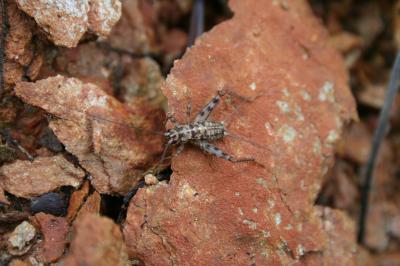 Grillon des bastides, Grillon de Dalmatie Gryllomorpha dalmatina (Ocskay, 1832)