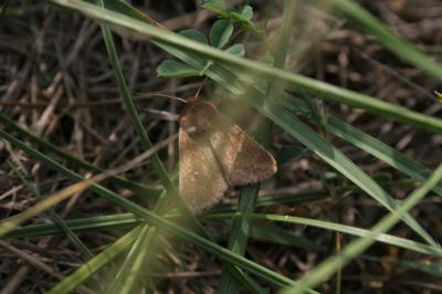 Point blanc (Le) Mythimna albipuncta (Denis & Schiffermüller, 1775)