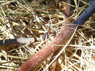  Camponotus cruentatus (Latreille, 1802)