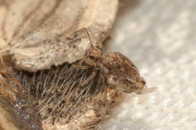  Sminthurus viridis (Linnaeus, 1758)