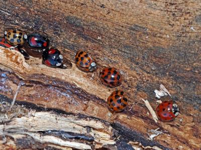 Coccinelle asiatique (la) Harmonia axyridis (Pallas, 1773)