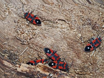 Punaise écuyère Lygaeus equestris (Linnaeus, 1758)