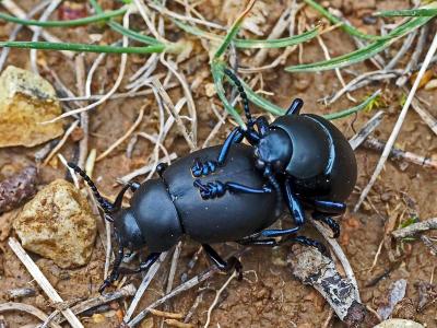 Crache-sang Timarcha tenebricosa (Fabricius, 1775)