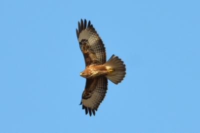 Buse variable Buteo buteo (Linnaeus, 1758)