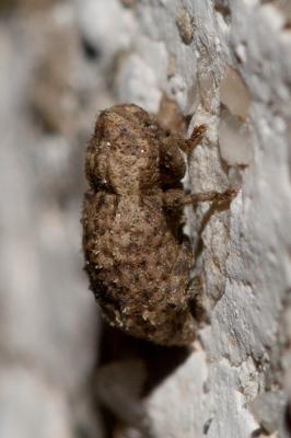  Dichromacalles diocletianus (Germar, 1817)