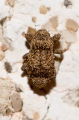  Dichromacalles diocletianus (Germar, 1817)
