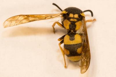  Parodontodynerus ephippium (Klug, 1817)