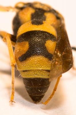  Parodontodynerus ephippium (Klug, 1817)
