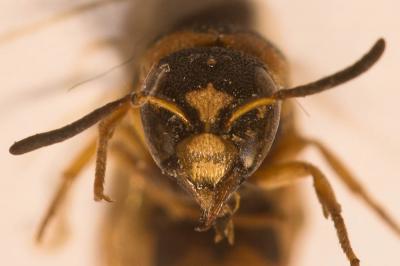  Parodontodynerus ephippium (Klug, 1817)