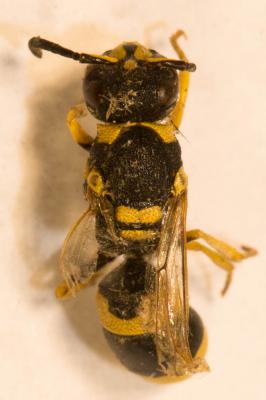  Ancistrocerus gazella (Panzer, 1798)