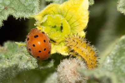 Coccinelle argus Henosepilachna argus (Geoffroy in Fourcroy, 1785)