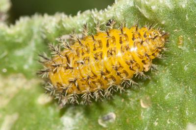 Coccinelle argus Henosepilachna argus (Geoffroy in Fourcroy, 1785)