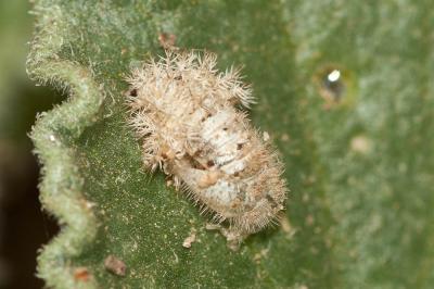 Coccinelle argus Henosepilachna argus (Geoffroy in Fourcroy, 1785)