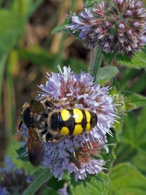  Colpa sexmaculata (Fabricius, 1781)