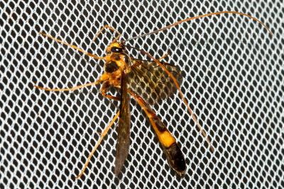  Stauropoctonus bombycivorus (Gravenhorst, 1829)