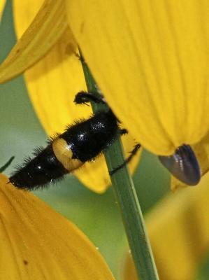  Scolia hirta unifasciata Cyrillo, 1787