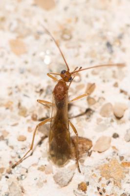  Aleiodes Wesmael, 1838