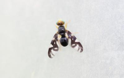 Mouche du céleri Euleia heraclei (Linnaeus, 1758)