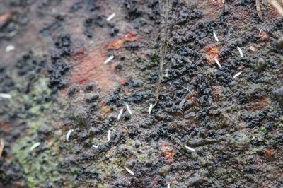  Pauropodidae 