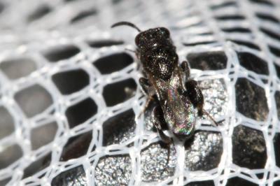  Chalcididae Latreille, 1817