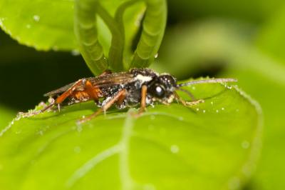  Tenthredopsis A. Costa, 1859